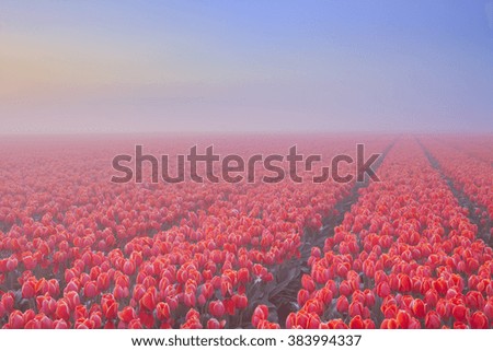 Colourful tulips in the Netherlands, photographed on a beautiful foggy morning at dawn.