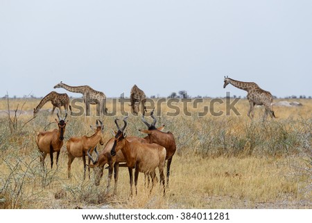 A Tsessebe (Damaliscus lunatus) in natural setting, Etosha, with giraffes in background