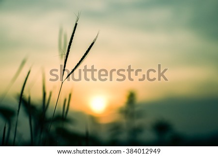 Sillouette of grass flowers at sunset time - soft focus of grass flowers shadow - background, landscape