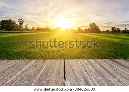 Rice field with vintage style wooden floor perspective in morning. Royalty-Free Stock Photo #384026803