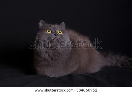 Crossbreed of siberian and persian cat lying on black background and looking up 