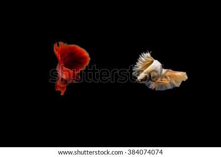 Siamese fighting fish, Betta splendens red color on black background