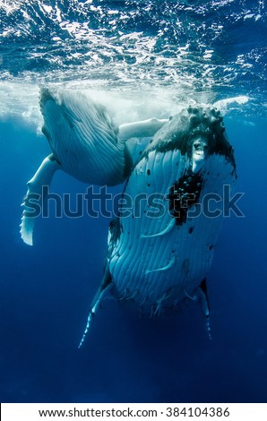 Humpack Whale Mother with Calf Royalty-Free Stock Photo #384104386