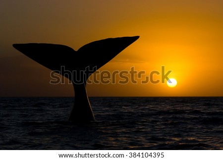  Southern Right Whale Royalty-Free Stock Photo #384104395