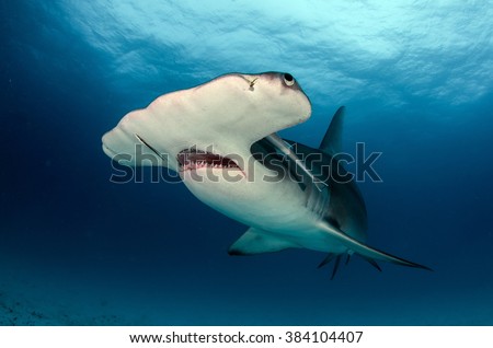 Great Hammerhead Shark Royalty-Free Stock Photo #384104407
