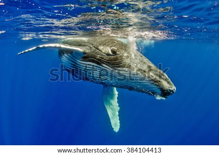 Humpback Whale Calf Royalty-Free Stock Photo #384104413