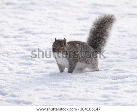 Grey squirrel in snow