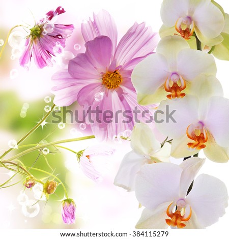Orchid flower.Floral background