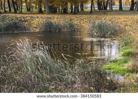 Beginning of autumn. A small lake in the park