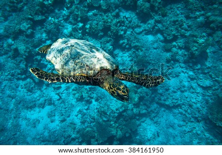 maldives sea turtle underwater