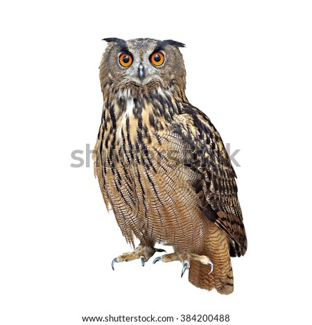 closeup of beautiful great owl isolated on white background