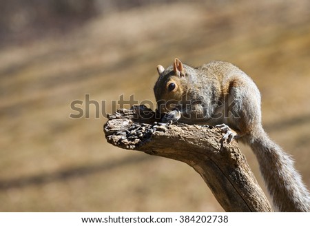 Brown tree squirrel on a wood branch eating sunflower seeds