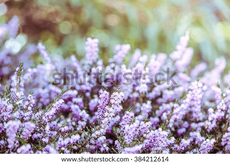Spring heathers with soft focus bokeh, sun rays. Filtered effect photo.