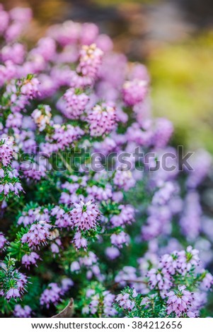 Spring heathers with soft focus bokeh, sun rays. Filtered effect photo.