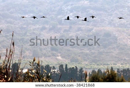The flight of the sacred ibis(Threskiornis Aethiopicus)