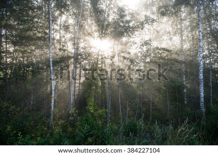 Light rays in forest in foggy morning in countryside