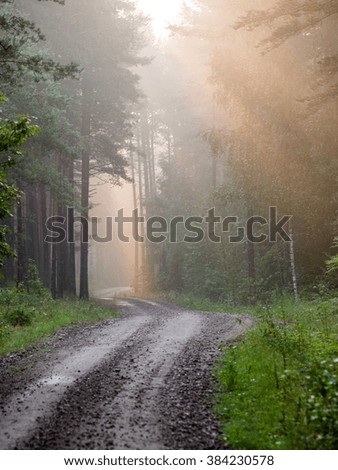 Light rays in forest in foggy morning in countryside