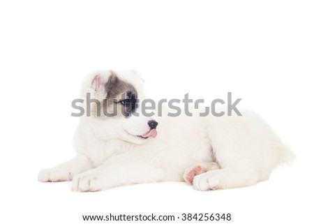 puppy Shepherd lying