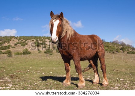 Photo of wild horse in mountain.