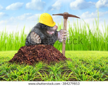The Mole (Talpa Europea) with pickax digging on your garden. Pest control concept. Funny picture of animals in agriculture. 