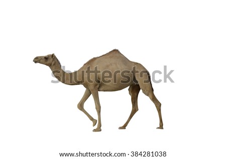 Camel white background
