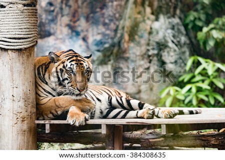 Asian tiger or Bengal Tiger in the zoo, Selective focus