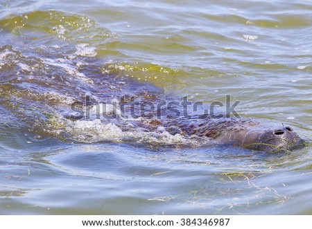 A manatee swimming and coming up to the water surface to breathe near Cape Canaveral in Florida.