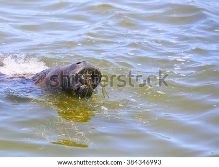 A manatee coming up to the water surface while browsing for food near Cape Canaveral in Florida.