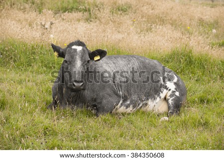 Cow sitting in a field on sunny day