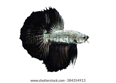 Betta fish, siamese fighting fish, betta Silver black Dragon on white background                             