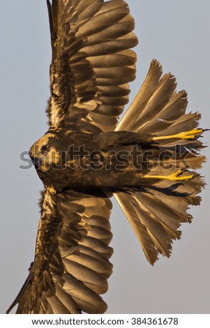 Flying Hawk. Bird: Western Marsh Harrier. Blue white sky background.