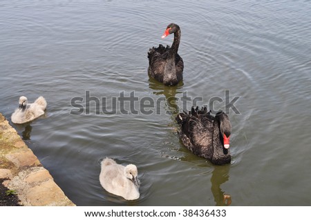 swan family