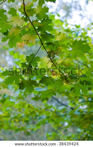 clean green leaves, shallow focus