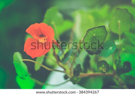 nasturtium flower. Nasturtium for background.  Shallow depth of field. Vintage effect
