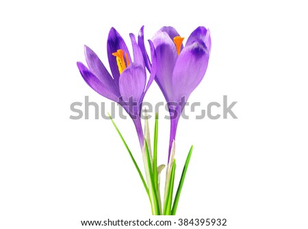 Two purple crocuses, isolated on white