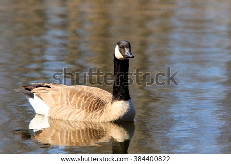 Color DSLR stock image of a Canadian Goose (Branta Canadensis) swimming on a calm pond. Horizontal with copy space for text