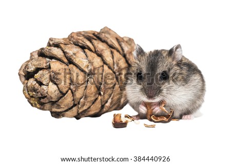 Djungarian hamster with a bumpon white background