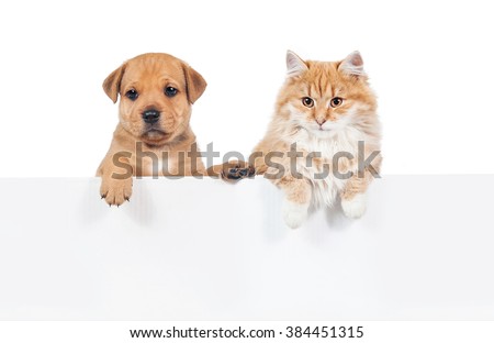 Little puppy with a cat hanging their paws over a white banner

