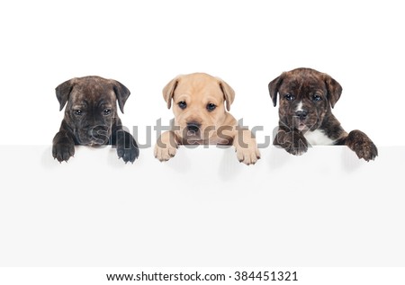 Row of three puppies hanging their paws over a white banner
