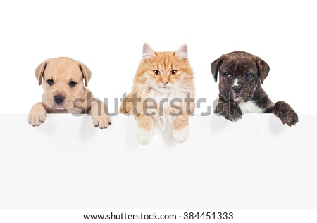 Red cat and two puppies hanging their paws over a white banner
