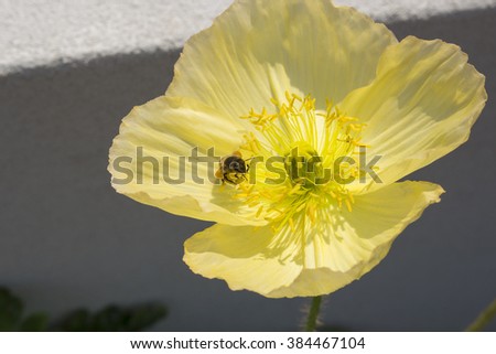 Honey bee on yellow  poppy  flowering plant in the subfamily Papaveroideae  family Papaveraceae colorful single  herbaceous plants,  flowering in  early  spring are    charming and decorative plants.