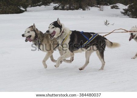 Race of sled dogs on the Italian alps