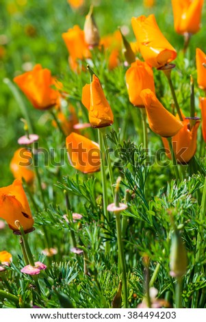 Orange flowers in garden, Thailand