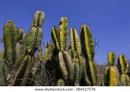 The cactus in nature.
