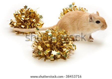Gerbil running through christmas decorations isolated on white background