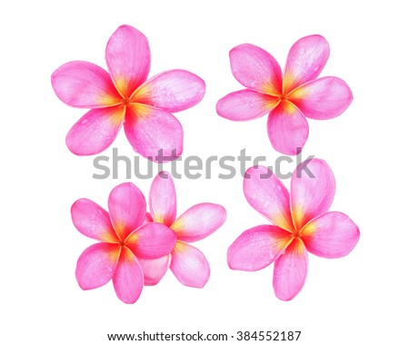 beautiful wet pink  tropical flower and petals Plumeria flower isolated white with clipping path