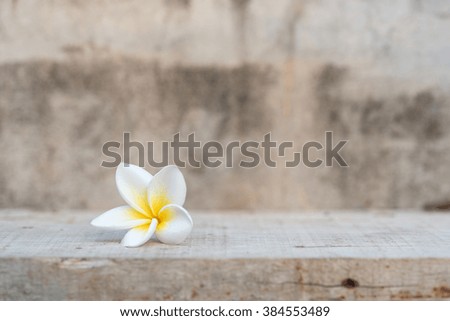 Frangipani tropical flower on concrete, Plumeria flower fresh