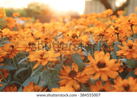 Classic Zinnia flower with orang sunlight blurred yellow flower field, Narrowleaf Zinnia