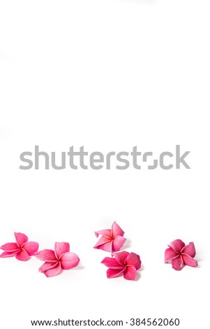 Scattered Pink Frangipani isolated on White Royalty-Free Stock Photo #384562060