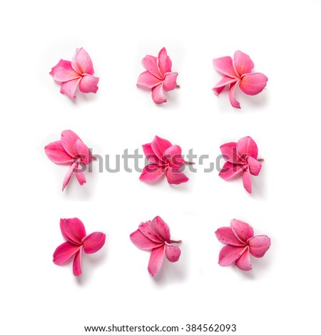 Group of Pink Frangipani isolated on White Royalty-Free Stock Photo #384562093